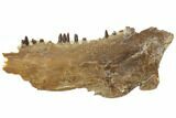 Fossil Fish (Ichthyodectes) Jaw Section - Kansas #144146-4